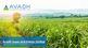 Avadh Sugar & Energy Ltd recommends dividend of Rs. 10